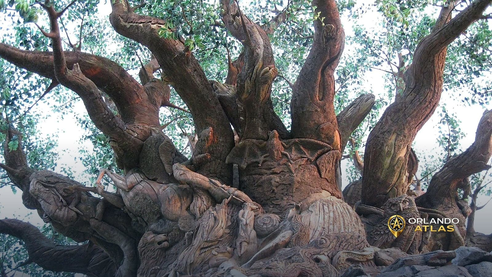 Animal Kingdom