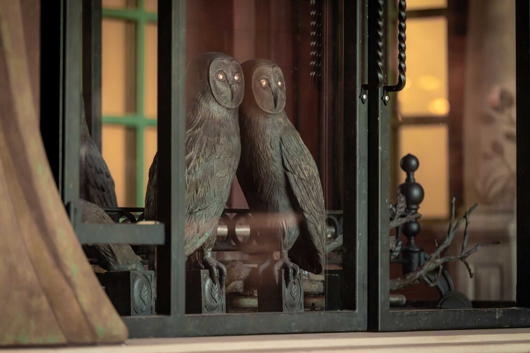 The Plastered Owl