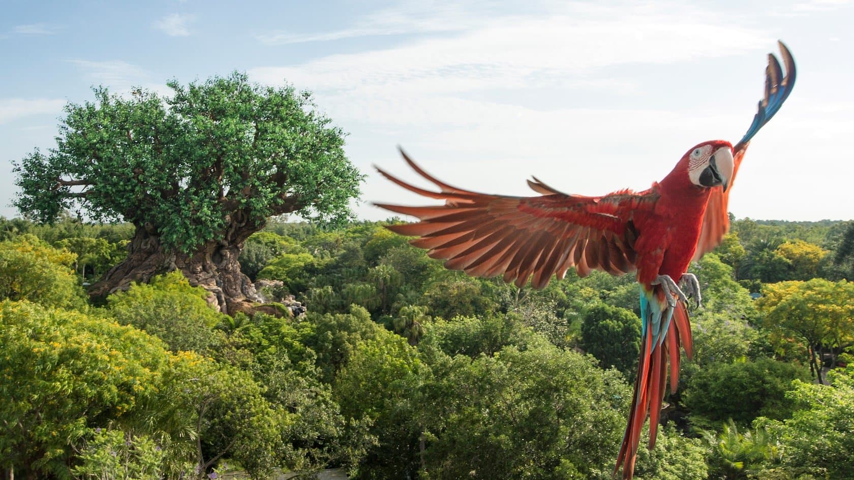 Animal Encounters: Winged Encounters – The Kingdom Takes Flight