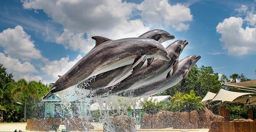 Dolphin Adventures - Located in Dolphin Stadium