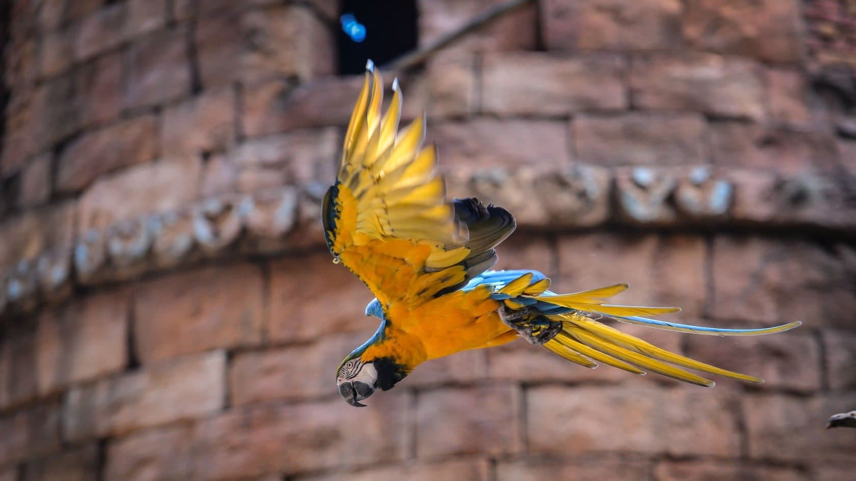 Feathered Friends in Flight!