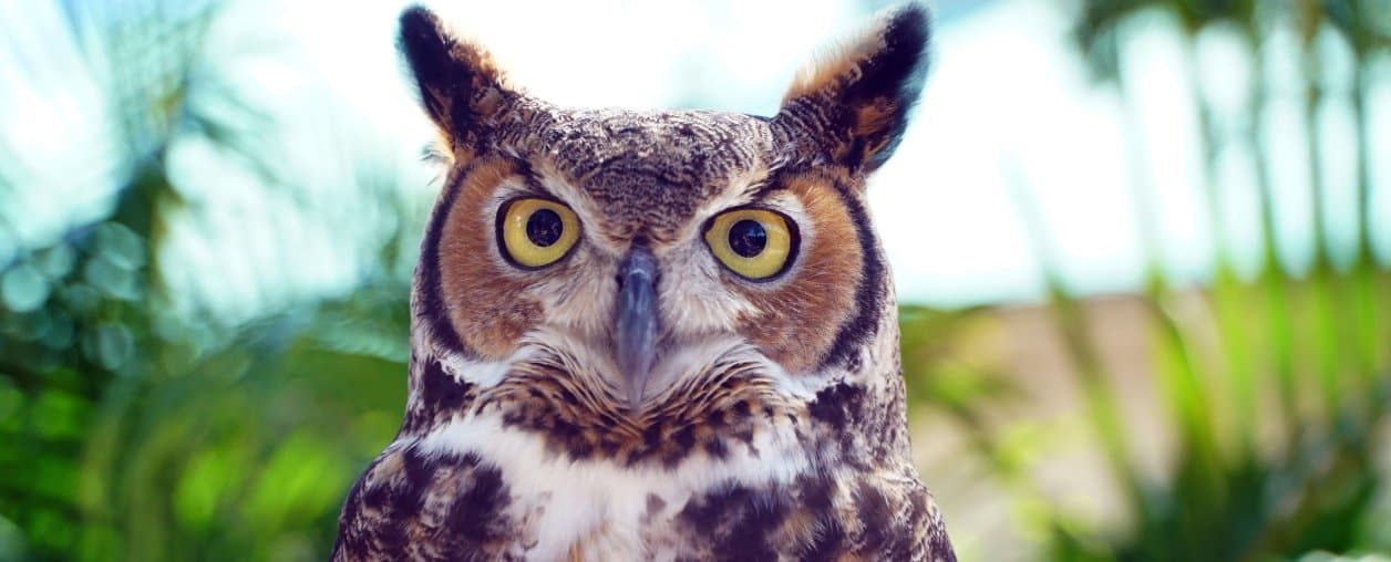 Inside Birds of Prey