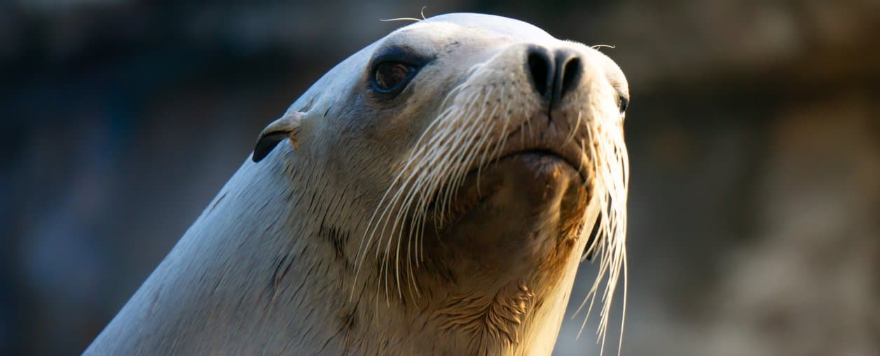 Inside Look Presents: Seal of Fortune