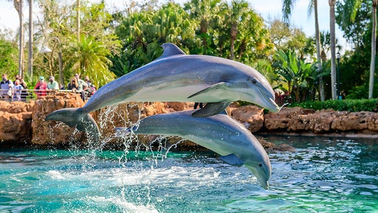 Keeper Talk at Dolphin Cove