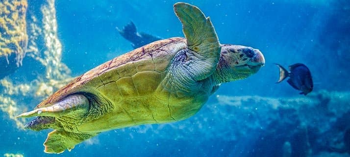 Keeper Talk at Turtle Rescue
