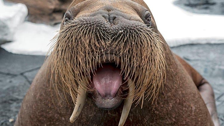 Keeper Talk at Wild Arctic - ASL Saturday
