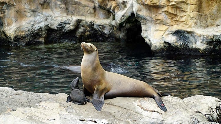 Keeper Talk - Pacific Point - ASL Saturday