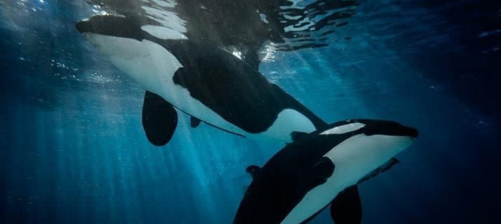 Orca Encounter - ASL Saturday