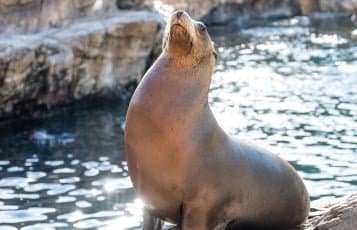 Sea Lions: Flippers, Facts & Fun - ASL Saturday