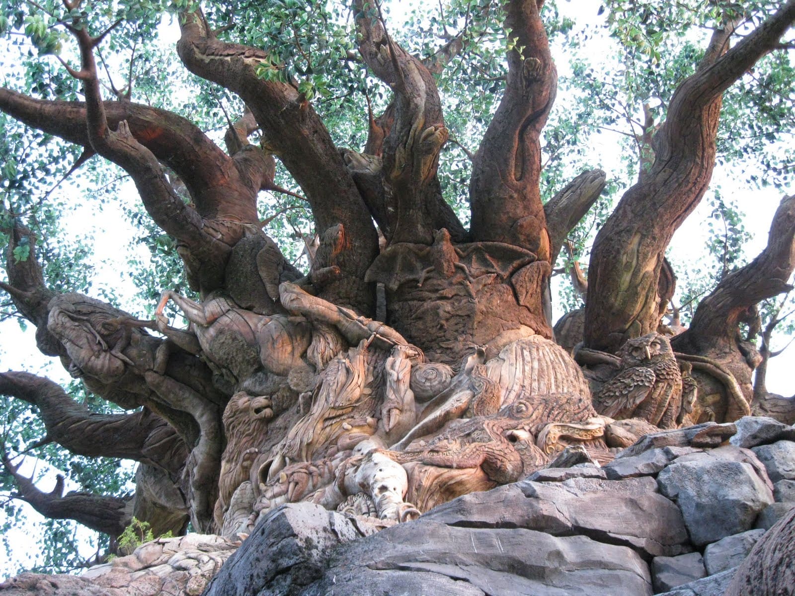 Animal Kingdom